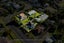 gallery view thumbnail
