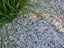 Crushed Mussel Shell Carousel 1