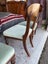 Set of 4 Victorian Era Solid Walnut Dining Chairs Carousel 12