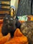 Kitten Carousel 3