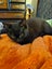 Kitten Carousel 4