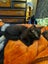Kitten Carousel 5