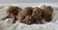 PUREBRED GOLDEN RETRIEVER X IRISH RED SETTER PUPPIES Carousel 2