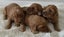 PUREBRED GOLDEN RETRIEVER X IRISH RED SETTER PUPPIES Carousel 1