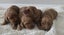 PUREBRED GOLDEN RETRIEVER X IRISH RED SETTER PUPPIES Carousel 3