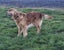 PUREBRED GOLDEN RETRIEVER X IRISH RED SETTER PUPPIES Carousel 6