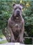 Cane Corso X Puppies Carousel 5