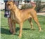 Cane Corso X Puppies Carousel 6