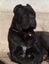 Cane Corso X Puppies Carousel 7