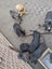 Cane Corso X Puppies Carousel 8