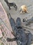 Cane Corso X Puppies Carousel 10