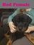 Pedigree German Rottweiler puppies (show line/working line) Carousel 7