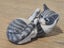 Vintage Royal Copenhagen Porcelain Kitten / Cat Playing with Tail Figurine # 727 Carousel 8