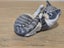 Vintage Royal Copenhagen Porcelain Kitten / Cat Playing with Tail Figurine # 727 Carousel 13