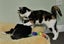 Kitty and Stella - free to a loving home Carousel 3