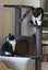Kitty and Stella - free to a loving home Carousel 4
