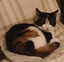 Kitty and Stella - free to a loving home Carousel 6