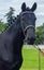 Registered WBxFriesian Sporthorse Carousel 4