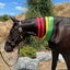 Registered WBxFriesian Sporthorse Carousel 8