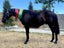 Registered WBxFriesian Sporthorse Carousel 6