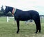Registered WBxFriesian Sporthorse Carousel 9