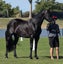 Registered WBxFriesian Sporthorse Carousel 7