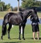Registered WBxFriesian Sporthorse Carousel 5