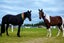 Registered WBxFriesian Sporthorse Carousel 18