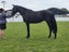 Registered WBxFriesian Sporthorse Carousel 12
