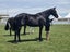 Registered WBxFriesian Sporthorse Carousel 13