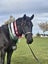 Registered WBxFriesian Sporthorse Carousel 19