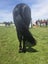 Registered WBxFriesian Sporthorse Carousel 14
