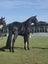 Registered WBxFriesian Sporthorse Carousel 15