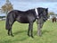 Registered WBxFriesian Sporthorse Carousel 16