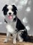 Purebred Border Collie Pups Carousel 17