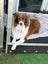 Purebred Border Collie Pups Carousel 18