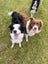 Purebred Border Collie Pups Carousel 16