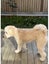 Beautiful Fluffy Cream Poochon Puppy Carousel 3