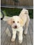 Beautiful Fluffy Cream Poochon Puppy Carousel 5