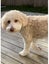 Beautiful Fluffy Cream Poochon Puppy Carousel 6