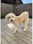 Beautiful Fluffy Cream Poochon Puppy Carousel 7