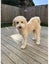Beautiful Fluffy Cream Poochon Puppy Carousel 8
