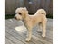 Beautiful Fluffy Cream Poochon Puppy Carousel 4