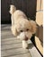 Beautiful Fluffy Cream Poochon Puppy Carousel 9