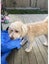 Beautiful Fluffy Cream Poochon Puppy Carousel 10
