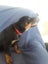 Pedigree German Rottweiler puppies (show line/working line) Carousel 2