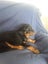 Pedigree German Rottweiler puppies (show line/working line) Carousel 9