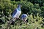 gallery view thumbnail