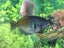 Juwel Rio 240 Aquarium + Cabinet – Complete Setup, Fish & Accessories Carousel 6