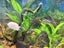 Juwel Rio 240 Aquarium + Cabinet – Complete Setup, Fish & Accessories Carousel 5